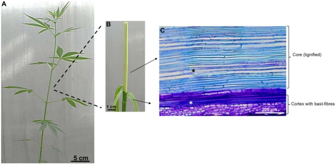 Anatomical details of Cannabis stem. (A) Stem of an adult plant (ca 2 months); (B) The stem can be peeled off and shows a lignified core and a cortex with bast fibers. (C) Longitudinal section of hemp stem stained with toluidine blue showing the cortex with a bundle of bast-fibers (white asterisk) and the core with xylem vessels (black asterisk).