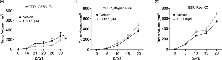 CBD treatment promotes anti-tumor activity in syngeneic mouse models of HNSCC. Tumor volume of mice injected with 1x106 mEER cells/mouse in the flank region of (A) immunocompetent syngeneic C57BL/6J mice model (wild-type), (B) athymic nude mice and (C) Rag1 KO. From Day 6, the mice were treated with 10 μM of CBD and vehicle control (1:9 DMSO: PBS) intraperitoneally for everyday and continued till Day 21. Statistical analysis was performed by unpaired Student’s t-test [*p<0.05].