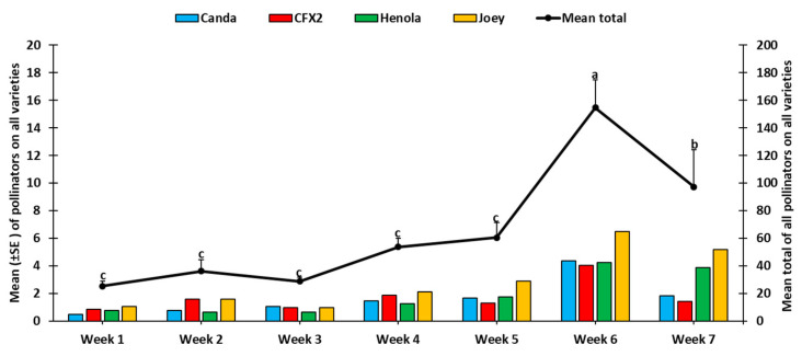 Weekly distribution of pollinators recorded from both visual and pan traps among the four industrial hemp varieties. Mean numbers with the same letters are not significantly different (p > 0.05).