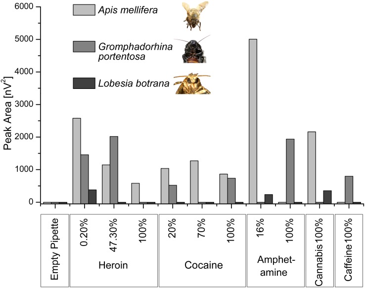 Absolute value of antennal responses from three insect species (western honeybee, hissing cockroach and grapevine moth) to drug volatiles (n = 3).The percentage value indicates the amount of pure drug relative to the whole sample (pure drug plus cutting agents).