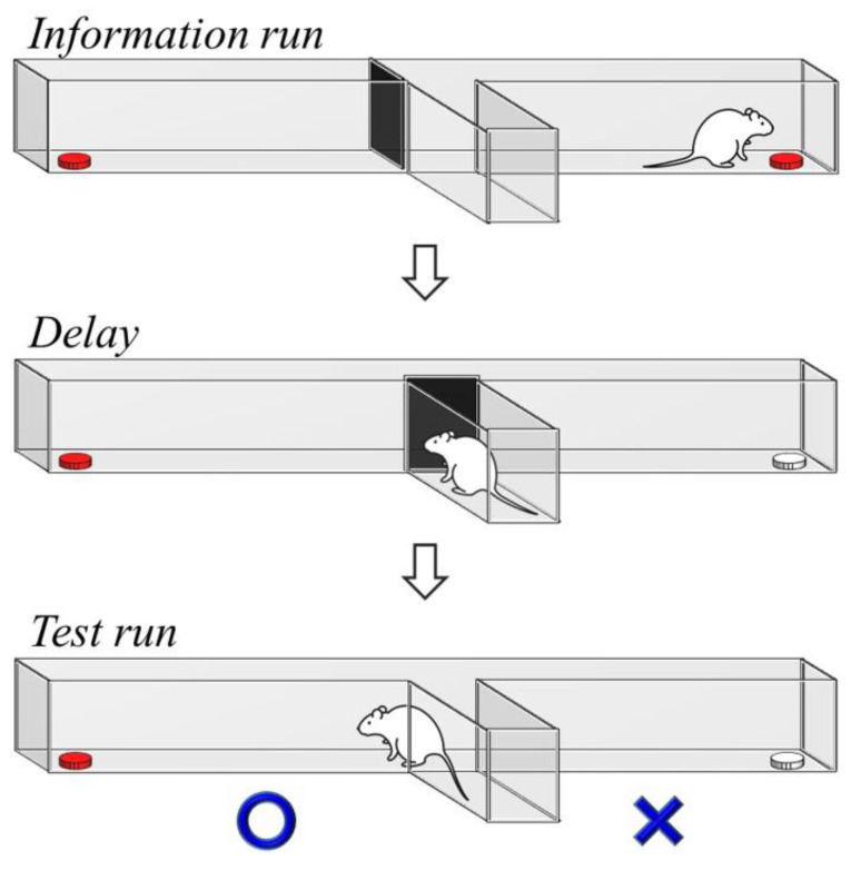 The demonstration of the delayed non-match-to-sample task. A delayed period between the information run and test run is required for the prefrontal activity to perform working memory processing. The correct and wrong choices are indicated in the test run. The white food tray represents a previously visited location in the information run.