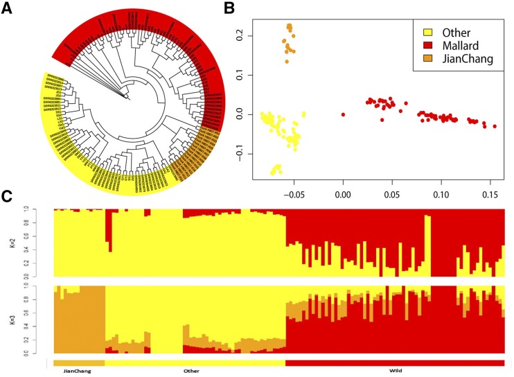 Population stratification analysis of Jianchang duck. (A) Neighbor-joining phylogenetic tree of fourteen duck populations. (B) Principal Component Analysis (PCA). (C) Population structure analysis. Jianchang ducks are marked in orange, other domestic ducks are in yellow, and the mallards are in red.
