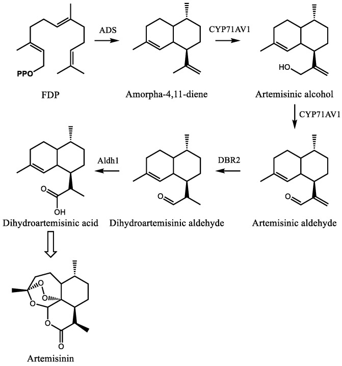 Steps in the biosynthesis of the sesquiterpene lactone artemisinin in A. annua. Enzyme abbreviations are as follows: ADS–amorpha-4,11-diene, CYP71AV1–cytochrome P450 71AV1, DBR2–double bond reductase 2, Aldh1–aldehyde dehydrogenase 1. OPP signifies a diphosphate moiety and FDP represents farnesyl diphosphate. The open arrow indicates photooxidative steps involved in the formation of the endoperoxide ring which remain uncharacterized.