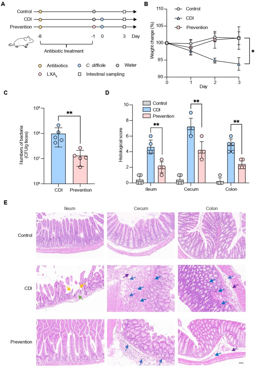 Protective effect of LXA4 against CDI in a murine model. (A) Experimental scheme for establishing the CDI model in mice, including the timeline of LXA4 administration. (B) Body weight changes in the CDI control and LXA4 prevention groups. (C) C. difficile bacterial loads in feces at day 3 post-infection with or without LXA4 prevention. (D) Histopathological scores of ileum, cecum, and colon from H&E-stained sections with or without LXA4 prevention. (E) Representative H&E-stained images of ileum, cecum, and colon tissues with or without LXA4 prevention. Arrows indicate key pathological features: immune cell infiltration (blue), villous epithelium loss (yellow), edema (purple), and crypt loss (green). Scale bar: 50 µm. Data in (B–D) are presented as mean ± SD (n = 5 mice per group). Statistical significance was determined by unpaired t-test (* P < 0.05, ** P < 0.01).