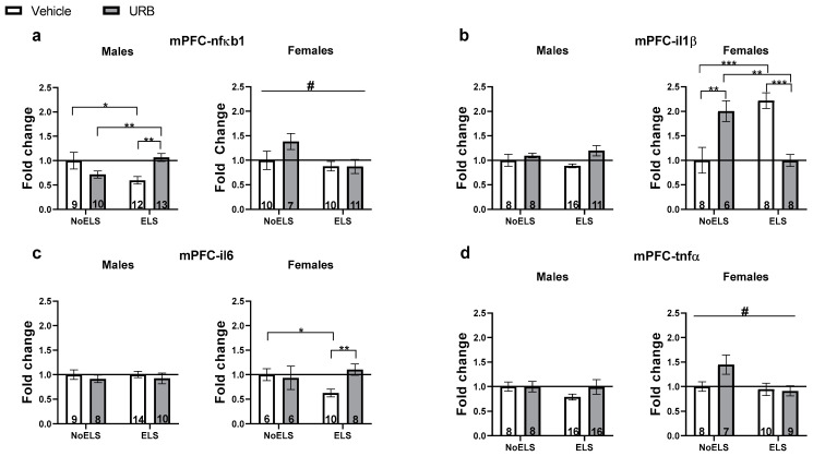 Chronic URB597 treatment during late adolescence ameliorates ELS-induced alterations in the expression of inflammatory genes in the mPFC. (a) In males (left), URB treatment normalized ELS-induced downregulation of nfκb1 and reduced nfκb1 expression in the NoELS group. In females (right), ELS downregulated nfκb1 expression. (b) In males (left), no significant differences were found in il1β expression. In females (right), URB treatment normalized ELS-induced il1β upregulation. Additionally, in the NoELS group, URB increased il1β expression compared to both the NoELS-Vehicle and ELS-URB groups. (c) In males (left), no significant differences were found in il6 expression. In females (right), URB treatment normalized the ELS-induced il6 downregulation. (d) In males (left), no significant differences were found in the expression of tnfα in males. In females (right), ELS reduced tnfα expression. ELS: early life stress; mPFC: medial prefrontal cortex; URB: URB597. *, p < 0.05; **, p < 0.01; ***, p < 0.001 indicate statistically significant effects followed by post hoc comparisons; #, p < 0.05 indicate statistical significance in main effects.