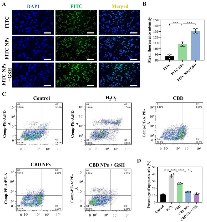 Determination of intracellular uptake and apoptosis of nanoparticles. (A) Cell uptake images and (B) average fluorescence intensity of HepG2 cells. Magnification: 4 times. Scale bar = 320 μm. (C) Flow cytometry analysis and (D) apoptosis percentage of HepG2 cells. Values are presented as mean ± SD (n = 3). Statistical significance is indicated as follows: * p < 0.05, *** p < 0.001, and **** p < 0.0001.