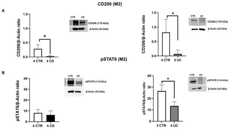 Characterization of CD and UC macrophages. CD206 (A), pSTAT6 (B) protein expressions, determined by Western blot loading 15 μg of total lysate, in macrophages from Crohn’s disease (CD) and ulcerative colitis (UC) patients compared with macrophages from healthy controls (CTR). The most representative images are displayed. The protein bands were detected through Image Lab Ink software “BIORAD”. Band intensity ratios of immunoblots relative to CTR were quantified after normalization to respective controls. Histograms show the relative quantification of CD206 and pSTAT6 expression levels, normalized to the housekeeping protein β-Actin, and are presented as mean ± SD from independent experiments on individual samples. Statistical analysis was performed using a t-test. * Indicates p ≤ 0.05 versus CTR.