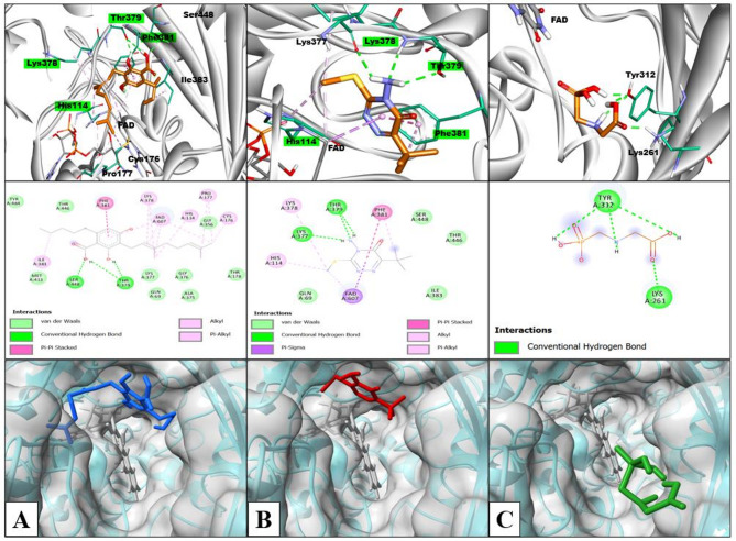Visualization of docking results and interacting residues (A) CBGA, (B) Metribuzin, and (C) Glyphosate. The top row shows the 3D interactions of ligands with amino acid residues (green) and FAD (grey); Carbon atoms: rust, nitrogen atoms: light purple, oxygen atoms: red, and sulfur atoms: yellow; common amino acid residues among CBGA and metribuzin are highlighted in green, the middle row shows types of interactions, and the bottom row shows the surface view of the active site with the docked ligands