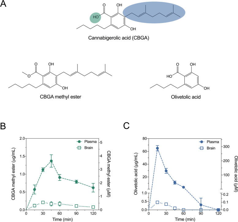 Pharmacokinetic analysis of CBGA methyl ester and olivetolic acid in the mouse plasma and brain samples. A Comparison of the chemical structure of cannabigerolic acid (CBGA) to those of CBGA methyl ester and olivetolic acid. Concentration-time curves for B CBGA methyl ester in the plasma and brain and C olivetolic acid in the plasma and brain following 10 mg/kg i.p. injections. Concentrations are depicted as both mass concentrations (left y-axis) and molar concentrations (right y-axis). Data are expressed as means ± SEM, with n = 4 per time point