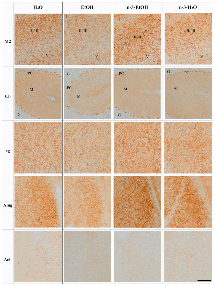 CB1 receptor-like immunoreactivity in the M2, Cb, cg, Amg and Acb of adult male mice exposed to H2O, EtOH, n-3-EtOH or n-3-H2O. Pre-embedding immunoperoxidase method for light microscopy. The typical CB1 staining pattern is observed: abundant dotty elements distributed in the superficial (II–III) and deep (V) layers of the M2 cortex as well as in the cingulum (cg) and amygdala (Amg); uniform immunostaining in the cerebellar molecular (M) layer, strong basket cell terminal labeling around Purkinje cell (PC) bodies in the PC layer, and lack of staining in the granule (G) cell layer; very faint staining in the Acb with only some positive varicose fibers in control (H2O). Scale bar: 200 µm.