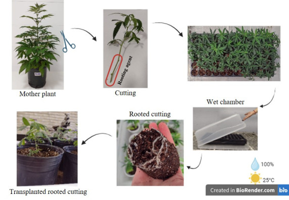 Vegetative propagation of cannabis by stem cuttings procedure.The diagram illustrates the process of taking a cutting from a mother plant in the vegetative stage, highlighting the area where the rooting hormone is applied. The cuttings are then placed in a tray with substrate within a wet chamber, where they remain until visible roots form.