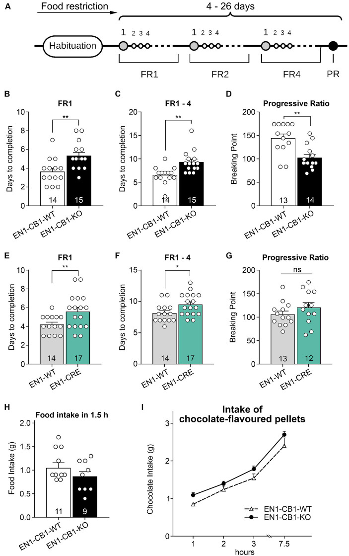 EN1-CB1-KO mice needed more days to accomplish fixed ratio training sessions for pellet self-administration and showed a decreased motivation in the progressive ratio test. (A) Timeline of the different phases during operant conditioning. After habituation and food restriction until mice (15–20 weeks old) lost 15% of their free-feeding body weight, they were trained daily in 30 min sessions under FR1, FR2, and FR4, followed by one 90 min PR session. The criterion for completion of the phases of the operant conditioning was acquired when mice consumed at least 50 pellets within one session. Every mouse was evaluated individually. In FR1, EN1-CB1-KO mice (n = 15) needed approximately 2 days more than EN1-CB1-WT control littermates (n = 14) to reach the criterion for entering FR2 (B) similar to EN1-CRE mice (n = 17) compared to EN1-WT controls (n = 14) (E). For the entire training phase, including FR1, FR2, and FR4, EN1-CB1-KO mice even needed 2.7 days (C) and EN1-CRE mice 1.5 days more (F). The mean BP measured in the PR session was significantly reduced in EN1-CB1-KO mice (n = 14) with 103 nose responses compared to EN1-CB1-WT littermates (n = 13), achieving 144 nose responses (D). In the EN1-CRE mouse line, the BP was similar in both genotypes (G). (H,I) To exclude underlying differences in hunger or chocolate taste preference, the food and chocolate intake was examined after the PR schedule. To ensure that motivation differences are not caused by an altered feeling of hunger, food intake of normal food pellets was measured after 12 h food deprivation (H) and independently also chocolate intake in a separate test (I). The tests revealed that EN1-CB1-KO and EN1-CB1-WT mice did not differ in this regard. Data are expressed as mean ± SEM. *p < 0.05, **p < 0.01, n = 12–17 in FR and PR; food intake, n = 9–11; intake of chocolate-flavored pellets, n = 12–13. PR, progressive ratio; FR, fixed ratio; BP, breaking point.