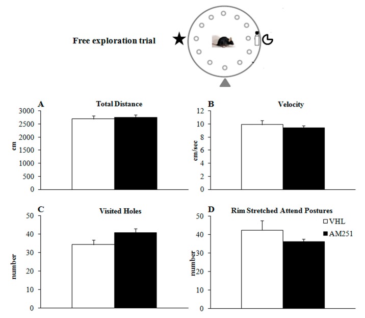 Behavior in the free exploration trial. Total distance (A), velocity (B), visited holes (the mouse put at least its nose in the hole) (C) and rim stretched attend postures (the mouse looked over the edge of the board) (D) exhibited by animals injected with AM251 or vehicle (VHL). The data presented as mean and standard errors were analyzed by one-way ANOVAs.