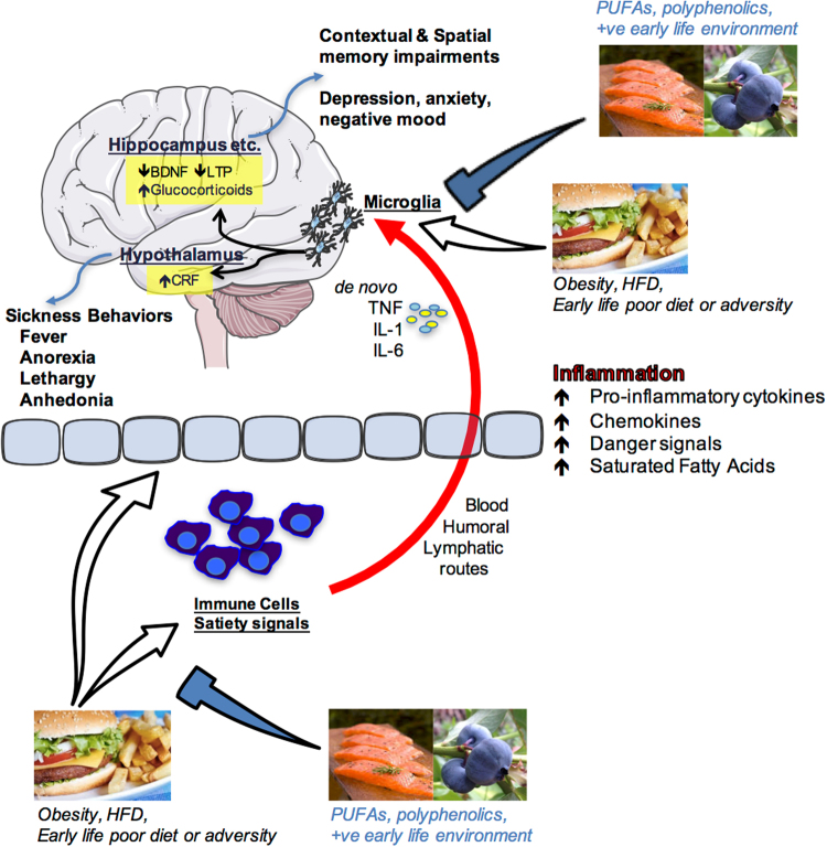 Schematic depiction of how nutrition influences cognition and emotion. Overeating, obesity, acute high-fat diet consumption, poor early-life diet or early life adversity can produce an inflammatory response in peripheral immune cells and centrally as well as having impact upon the blood–brain interface and circulating factors that regulate satiety. Peripheral pro-inflammatory molecules (cytokines, chemokines, danger signals, fatty acids) can signal the immune cells of the brain (most likely microglia) via blood-borne, humoral, and/or lymphatic routes. These signals can either sensitize or activate microglia leading to de novo production of pro-inflammatory molecules such as interleukin-1beta (IL1β), IL-6, and tumor necrosis factor alpha (TNFα) within brain structures that are known to mediate cognition (hippocampus) and emotion (hypothalamus, amygdala, prefrontal cortex and others). Amplified inflammation in these regions impairs proper functioning leading to memory impairments and/or depressive-like behaviors. Polyunsaturated fatty acids (PUFA), polyphenolics, and a positive (+ve) early life environment (appropriate nutrition and absence of significant stress or adversity) can prevent these negative outcomes by regulating peripheral and central immune cell activity. Images are adapted from Servier Medical Art, which is licensed under a Creative Commons Attribution 3.0 Unported License https://creativecommons.org/licenses/by/3.0/. Salmon and hamburger images were downloaded from Bing.com with the License filter set to “free to share, and use commercially”. The blueberry image is courtesy of author Assistant Prof. Ruth Barrientos