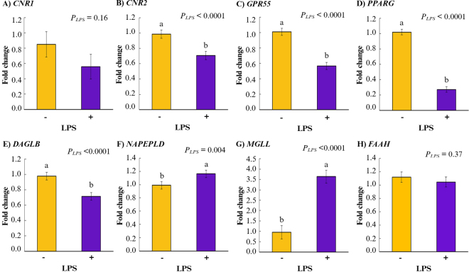 Main effects of LPS (PLPS) on gene expression of eCB receptors and enzymes in leukocytes of dairy cows. Effects of LPS stimulation (with [+] or without [−]) in dairy cow (n = 6) leukocytes on the relative gene expressions of (A) cannabinoid receptor 1 (CNR1), (B) cannabinoid receptor 2 (CNR2), (C) G protein-coupled receptor 55 (GPR55), and (D) peroxisome proliferator-activated receptor gamma (PPARG); (E) endocannabinoid (eCB) synthesizing enzymes diacylglycerol lipase β (DAGLB) and (F) N-acyl phosphatidylethanolamine phospholipase D (NAPEPLD); and eCB degrading enzymes (G) monoglyceride lipase (MGLL) and (H) fatty acid amide hydrolase (FAAH). Data show mean ± SEM; groups were pooled across eCB treatments. Means with different lowercase letters (a,b) differ at P ≤ 0.05 by Tukey's test. Created in BioRender.com.