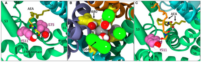(A) AEA (yellow) backing into the VBP while interacting with Y511 and I573. (B) The upper gate (G644 in green) of TRPV1 significantly opened. Sodium ions (gray) and water molecules have entered the pore region between G644 and I680 (yellow). (C) A second AEA ligand (orange) in the VBP, pushing the first (yellow) back farther into the lipophilic region of the VBP and interacting with Y511.