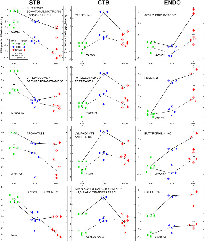 Plots of relative RNA and protein abundances in trophoblast subtypes. The upper left hand panel illustrates the labeling scheme. Data are organized in columns. Molecules that were upregulated in STBs are shown to the left, cell column CTBs in the middle and endovascular CTBs to the right. Each cell type is designated by a different bisected symbol (square, circle or diamond). Left or right shading denotes RNA or protein values, respectively, which is colored (green, blue or red) to aid interpretation. RNA data were from four biological replicates, protein data were from three biological replicates.