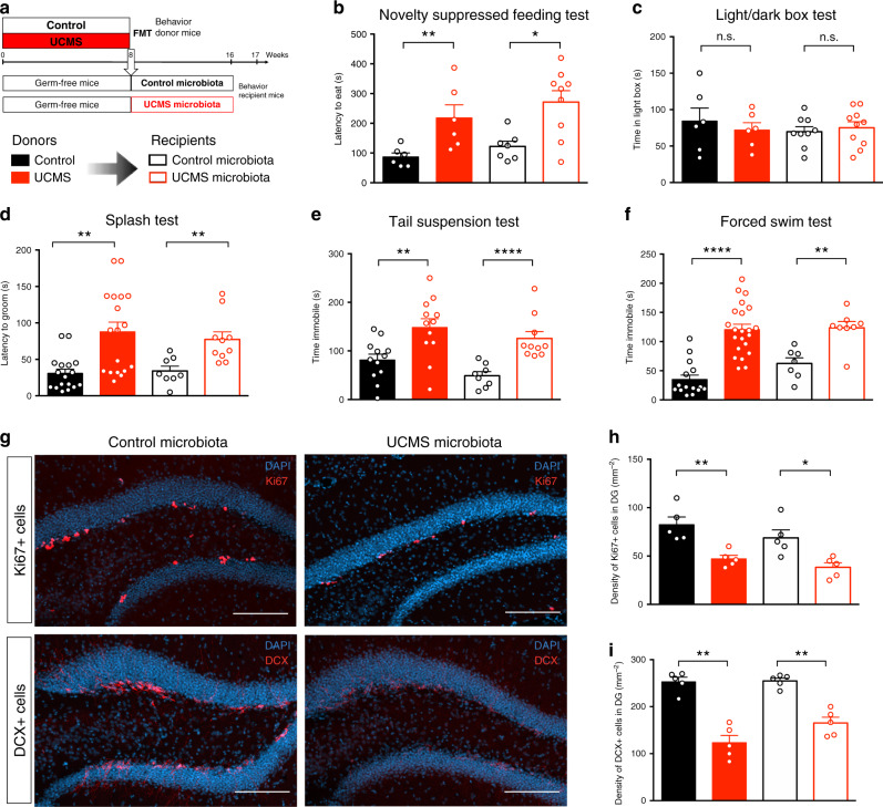 Microbiota from UCMS mice transfers depressive-like behaviors and reduces adult hippocampal neurogenesis.a Experimental timeline of fecal microbiota transplantation (FMT) from control and UCMS mice, respectively, “Control microbiota” and “UCMS microbiota,” to germ-free recipient mice. b–f Control mice (black bars), or mice subjected to UCMS (red bars), and mice recipient of the microbiota from Control (open black bars) or UCMS mice (open red bars), underwent different behavioral tests. b Latency to eat in a novel environment in the novelty suppressed feeding test for Control mice (n = 6), UCMS mice (n = 6), Control microbiota-recipient mice (n = 7), and UCMS microbiota-recipient mice (n = 9). (Control vs UCMS, P = 0.0087; Control microbiota- vs UCMS microbiota-recipient mice, P = 0.0229); c Time spent in the light box in the light/dark box test for Control mice (n = 6), UCMS mice (n = 6), Control microbiota-recipient mice (n = 9), and UCMS microbiota-recipient mice (n = 10). (Control vs UCMS, P = 0.6991; Control microbiota- vs UCMS microbiota-recipient mice, P = 0.6038); d Latency to groom in the Splash test for Control mice (n = 17), UCMS mice (n = 18), Control microbiota-recipient mice (n = 8), and UCMS microbiota-recipient mice (n = 10). (Control vs UCMS, P = 0.0004; Control microbiota- vs UCMS microbiota-recipient mice, P = 0.0012); e Time spent immobile in the tail suspension test for Control mice (n = 10), UCMS mice (n = 10), Control microbiota-recipient mice (n = 8), and UCMS microbiota-recipient mice (n = 10). (Control vs UCMS, P = 0.0043; Control microbiota- vs UCMS microbiota-recipient mice, P < 0.0001); f Time spent immobile in the forced swim test for Control mice (n = 15), UCMS mice (n = 22), Control microbiota-recipient mice (n = 7), and UCMS microbiota-recipient mice (n = 8). (Control vs UCMS, P < 0.0001; Control microbiota- vs UCMS microbiota-recipient mice, P = 0.0037). g Representative images of Ki67 staining (top) and DCX staining (bottom) in the DG of the hippocampus, counterstained with DAPI (blue), in Control microbiota-recipient mice (left) and UCMS microbiota-recipient mice (right). h Quantitative evaluation of the density of Ki67+ cells in the dentate gyrus (DG) of the hippocampus for Control mice (n = 5), UCMS mice (n = 5), Control microbiota-recipient mice (n = 5), and UCMS microbiota-recipient mice (n = 5). (Control vs UCMS, P = 0.0079; Control microbiota- vs UCMS microbiota-recipient mice, P = 0.0159). Scale bar: 100 µm. i Quantitative evaluation of the density of DCX+ cells in the DG of the hippocampus for Control mice (n = 5), UCMS mice (n = 5), Control microbiota-recipient mice (n = 5), and UCMS microbiota-recipient mice (n = 5). (Control vs UCMS, P = 0.0079; Control microbiota- vs UCMS microbiota-recipient mice, P = 0.0079). For b–i, data are represented as mean ± s.e.m. Statistical significance was calculated using Mann–Whitney test (*P < 0.05, **P < 0.01, ****P < 0.0001, two tailed). Source data are provided as a Source data file.