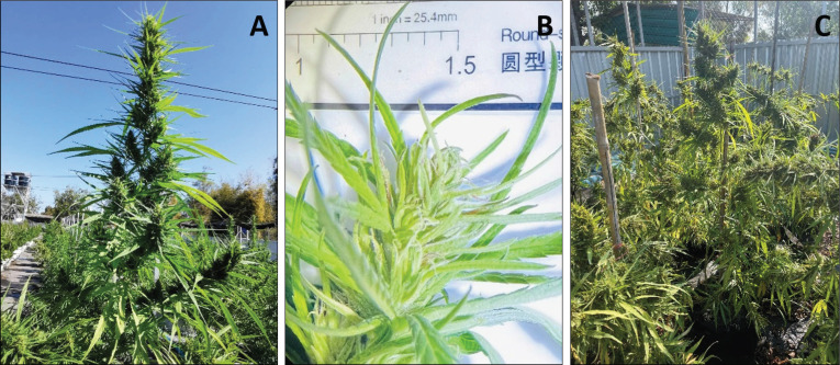 The morphology of Thai stick cannabis Hang Kra Rog Phu Phan. (A) Cannabis sativa samples identified as the Hang Kra Rog Phu Phan cultivar, cultivated outdoors at a field demonstration, at the Faculty of Natural Resources, Rajamangala University of Technology Isan, Sakonnakhon Campus. (B) Cannabis sativa inflorescence. (C) Cannabis sugar leaves.