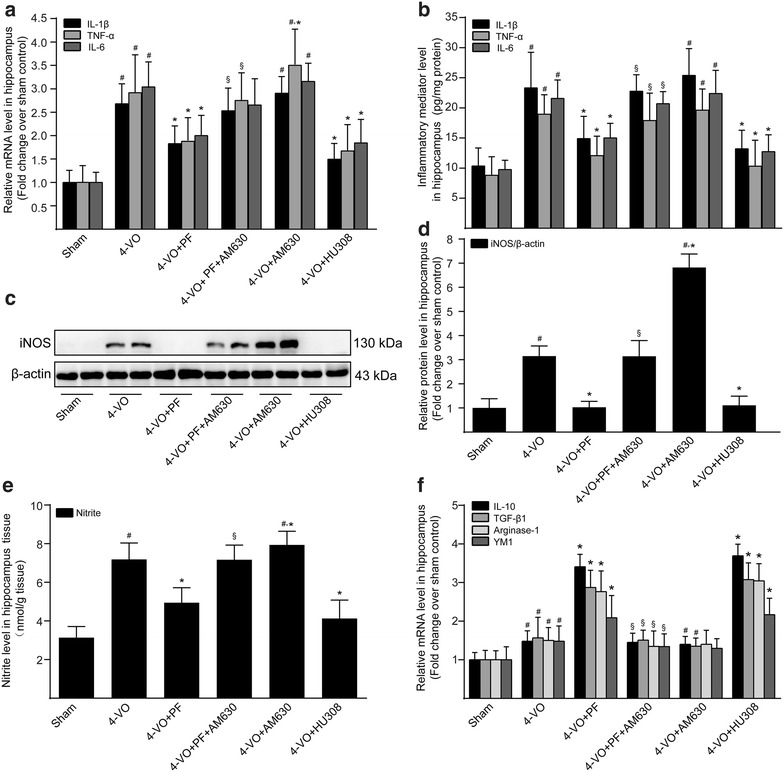 Effects of paeoniflorin on expression products of microglia/macrophage in hippocampi of rats after cerebral ischemia. One week after four-vessel occlusion (4-VO) surgery, rats were intraperitoneally administered saline (4-VO), paeoniflorin (4-VO+PF; 40 mg/kg/day), paeoniflorin+AM630 (4-VO+PF+AM630; 40 + 3 mg/kg/day), AM630 (4-VO+AM630; 3 mg/kg/day) or HU308 (4-VO+HU308; 3 mg/kg/day) for consecutive 28 days. a After treatment, real-time quantitative PCR analysis and b ELISA were used to detect the mRNA and protein levels of the proinflammatory cytokines IL-1β, TNF-α and IL-6, respectively. c Western blotting analysis was performed to further detect iNOS protein expression level. β-Actin served as an internal control. d The protein level of iNOS was expressed as arbitrary densitometric unit and normalized by the value of β-actin and finally expressed relative to the protein level in the sham-operated group (defined as 1-fold). e The content of nitrite in the hippocampus tissues of rats were determined by the Griess reaction. f Real-time quantitative PCR analysis was used to detect the mRNA levels of the anti-inflammatory cytokines IL-10 and TGF-β1; and the M2-associated markers arginase-1 and Ym1. Each bar represents mean ± SD of three independent experiments. n = 6 rats per group. #P < 0.05 versus sham group, *P < 0.05 versus 4-VO model group, §P < 0.05 versus 4-VO+PF group