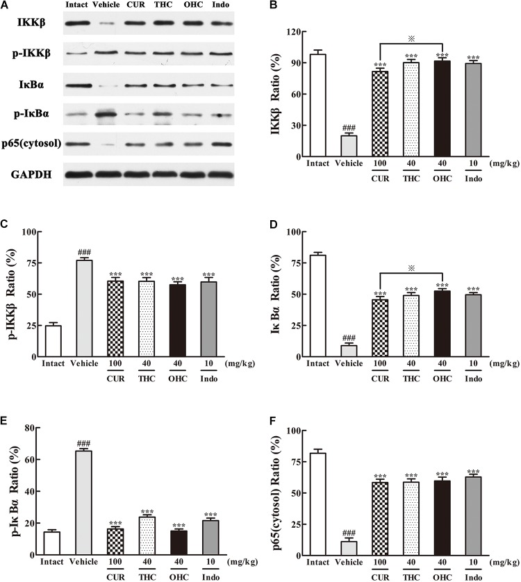 Effects of (A) Representative lanes of IKKβ, p-IKKβ, IκBα, p-IκBα and p65 (cytosol). THC and OHC on IKKβ (B), p-IKKβ (C), IκBα (D), p-IκBα (E), and p65 (cytosol) (F) protein expressions in the carrageenan-induced mouse paw edema. After administration with THC (40 mg/kg, i.g.), OHC (40 mg/kg, i.g.) or CUR (100 mg/kg, i.g.) for 7 days, the hind paws were removed and homogenized in the lysis buffer, and then the protein extracts of hind paws were transferred to polyvinyl difluoride (PVDF) membranes and analyzed by Western blot. GAPDH was employed as loading control. Data were expressed as means ± S.E.M. (n = 3), ###p < 0.001 vs. the intact control; ∗∗∗p < 0.001 vs. the vehicle control; p < 0.001 vs. the CUR group. Significant differences between groups were determined by ANOVA and Dunnett’s post hoc test.