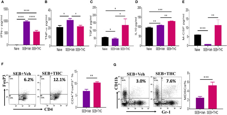 THC suppresses inflammatory cytokines and induces Tregs and MDSCs. Mice were treated with SEB + Veh or SEB + THC as described in Figure 1 legend, and 72 h later the assays were performed. Panels (A–E) depict various cytokines detected in BALF using ELISA. (F) Lung MNCs stained for CD4+/FoxP3+ Tregs showing a representative experiment using flow cytometry. (G) Staining lung MNCs for expression of CD11b+ and Gr-1+ MDSCs, showing a representative experiment using flow cytometry. Vertical bars show data from groups of five mice with Mean ± SEM. Data was confirmed in three independent experiments. Statistical significance is depicted as *p < 0.05, **p < 0.01, ***p < 0.001, ****p < 0.0001 between the groups.