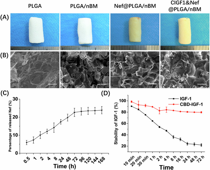A the appearances and B representative SEM photos of scaffold from different groups. C The release behavior of Nef in 168 h. D The stability of IGF-1 and CBD-IGF-1 on scaffold. Bar = 200 μm, n = 3