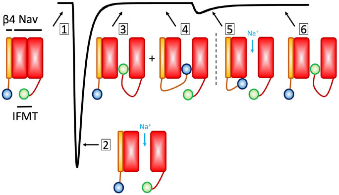 Types of voltage-gated sodium (Nav) currents. This cartoon illustrates the types of Nav currents described in the text. (1) The zero-sodium current condition, in which the Nav channel is in the resting state. (2) The maximal peak sodium current. (3) The fast inactivated state (Note that fast inactivation proceeds through an allosteric process, as described in the main text. The ball and chain cartoon here is only meant to illustrate the competition between the fast inactivation particle and β4, indicating two populations of channels, one bound with IFMT (isoleucine-phenylalanine-methionine-threonine) and the other with β4. (4) The β4 subunit in its bound form, thereby blocking sodium currents. (5) The unbinding of β4 causes a surge of inward sodium current. As mentioned in the text, recent findings suggest that β4 may not be necessary for resurgent current generation (White and others 2019). (6) Channels fast inactivate.