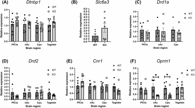 mRNA levels of dystrobrevin binding protein 1, dopamine, mu opioid and cannabinoid receptors. No differences were noted between WT and α-DB KO mice in mRNA levels of dystrobrevin binding protein 1 (Dtnbp1) (a), dopamine transporter (Scl6a3) (b), dopamine receptor 1 (Drd1a) (c), dopamine receptor 2 (Drd2) (d) or cannabinoid receptor 1 (Cnr1) (e). mu Opioid receptor 1 (Oprm1) levels were significantly decreased in the nucleus accumbens (nAc) and caudate-putamen (Cpu) of KO mice relative to WT animals (f). PfCtx = prefrontal cortex, Tegmtm = tegmentum. *p < 0.001, two-way ANOVA with Sidak’s post-hoc