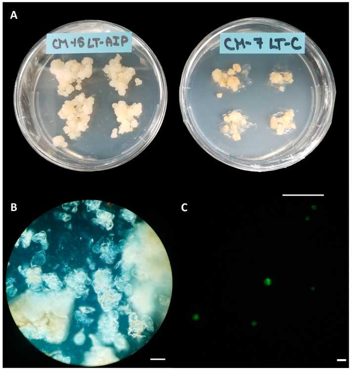 Callus cultures, digests, and viability. (A) Callus cultures grown on LT-AIP medium (left; callus induction medium + 1 mM AIP) showing larger and lighter tissues than those growing on LT-C medium (right; callus induction medium). Scale bar = 2.5 cm. (B) Digest of callus from LT-C, subcultured weekly; no protoplasts are visible. Scale bar = 100 µM. (C) Digest of callus from LT-AIP, subcultured weekly, stained with fluorescein diacetate (FDA). Protoplasts fluorescing green indicate viability. Scale bar = 50 µM.