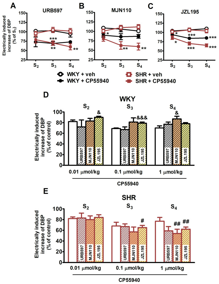 Influence of the fatty acid amide hydrolase (FAAH) inhibitor URB597 (9 μmol/kg, i.p.; panels (A,D,E)), the monoacylglycerol lipase (MAGL) inhibitor MJN110 (3 μmol/kg, i.p.; panels (B,D,E)) and the dual FAAH/MAGL inhibitor JZL195 (46 μmol/kg, i.p.; panels (C–E)) on the effect of CP55940 on the electrically induced increase in diastolic blood pressure (DBP) in pithed and vagotomised spontaneously hypertensive rats (SHR) and normotensive Wistar–Kyoto rats (WKY). Increasing doses of CP55940 (0.01, 0.1 and 1 μmol/kg) or its vehicle (veh) were given i.v. 5 min before S2, S3 and S4. Each rat was injected with pancuronium (0.8 µmol/kg; i.v.) 5 min before S1. Means ± SEM of n for panels (A–C), respectively: WKY + veh: n = 6, 5, and 10; for WKY + CP55940: n = 6, 5, and 7, for SHR + veh: n = 4, 5, and 10, and for SHR + CP55940: n = 5, 4, and 8; * p < 0.05, ** p < 0.01, *** p < 0.001 vs. respective group with vehicle for CP55940 (control); & p < 0.05, &&& p < 0.001 vs. respective group without inhibitors (white columns); # p < 0.05, ## p < 0.01 vs. respective value in normotensive WKY group.