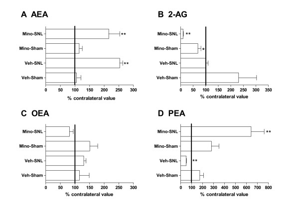 Effects of chronic intraperitoneal dosing of minocycline (Mino, 30 mg/kg) or vehicle (Veh, sterile water) on the levels of endocannabinoids (A, B) and related fatty acid ethanolamides (C, D) in the ipsilateral spinal cord of spinal nerve ligated (SNL) or sham-operated rats. Data were analysed using Mann-Whitney nonparametric test and are expressed as a mean percentage of contralateral levels ± SEM (n = 5 – 6 rats/group). * P < 0.05, ** P < 0.01 vs contralateral paw. AEA, anandamide; 2-AG, 2-arachidonoylglycerol; PEA, N-palmitoylethanolamine; OEA, N-oleoylethanolamine.