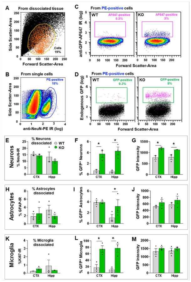 Flow cytometry analysis of GFP+ cells from the cortex and hippocampus of WT and CB2-KO-eGFP mice confirms GFP expression in both neurons and glial cells. (A) Representative linear plot of Forward Scatter – Area (X-axis, cell size) vs. Side Scatter – Area (Y-axis, granularity) showing that 19% of cells (orange gate) are positive for nuclear staining with DAPI (80–90% of nuclei were detected in all events; not shown). (B) Representative density plot of PE fluorescence (X-axis, logarithmic scale) following immunolabeling with PE-conjugated anti-NeuN antibody (neuronal marker), showing a blue gate containing 15% PE-positive events (neurons) from singlet cells (95% of all events; not shown). (C) Representative density plot of AF647 fluorescence (Y-axis, logarithmic scale) after immunolabeling with AF647-conjugated anti-GFP antibody, showing AF647-positive events (pink rectangular gate) from PE-positive neurons (as in B) in dissociated cortical tissue from WT or CB2-KO-eGFP (KO) mice. (D) Representative scatter plot of endogenous GFP fluorescence (Y-axis, logarithmic scale) from the same samples in C. Most GFP-positive events (pink dots, green gate) are also immunolabeled with anti-GFP-AF647 (pink gate in C). (E–G) Quantification from cortex (CTX) and hippocampus (Hipp) of WT (gray bars) and KO (green bars) mice: (E) % PE-NeuN–positive neurons, (F) % PE-positive neurons expressing GFP, and (G) GFP fluorescence intensity in neurons. (H–J) Quantification of astrocytes: (H) % PE–anti-GFAP–positive astrocytes, (I) % PE-positive astrocytes expressing GFP, and (J) GFP fluorescence intensity in astrocytes in CTX and Hipp. (K–M) Quantification of microglia: (K) % PE–anti-Ki67–positive microglia, (L) % PE-positive microglia expressing GFP, and (M) GFP fluorescence intensity in microglia in CTX and Hipp. IR, immunoreactivity; log, logarithmic scale. In density plots (B) and (C), red indicates the highest event density, and dark blue indicates the lowest. (See Suppl. Fig. 12)