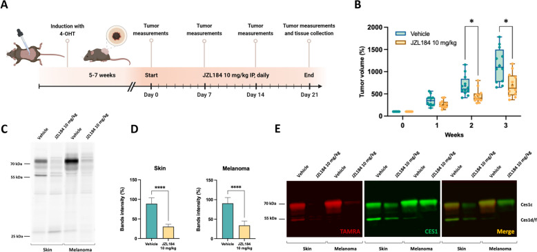 CES1 inhibition impairs melanoma growth. A Schematic representation of the experimental design and treatment schedule. B Normalized tumor volume of JZL184- and vehicle-treated groups. The initial tumor volume was considered 100% for both groups. JZL184 and vehicle (Ethanol: Kolliphor RH 40: 0.9% NaCl (1:1:8)) were administered by i.p. injection. Data are shown as mean ( +) and minimum to maximum whiskers (N = 14 for each group) and analyzed by two-way ANOVA with multiple comparisons and Šídák’s post hoc test; *P < 0.05. C Representative gel-based ABPP of mouse melanoma and skin samples after the in vivo treatment with JZL184 or vehicle. Samples were incubated with the activity probe TAMRA-FP (125 nM) for 30 min at RT. D) Quantification of the Ces1c band intensity from the gel-based ABPP of mouse melanoma and skin samples after the in vivo treatment with JZL184 or vehicle. Data are shown as mean ± SD from two independent experiments (N = 12 for each group) and analyzed by unpaired t-test ****P < 0.0001. E Representative gel-based ABPP and immunoblot overlay of mouse melanoma and skin samples after the in vivo treatment with JZL184 or vehicle. Samples were first incubated with the activity probe TAMRA-FP (red) (125 nM) for 30 min at RT, then transferred to a nitrocellulose membrane and blotted with anti-CES1 antibody (green)