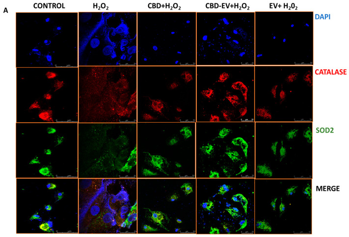 Immunostaining of oxidatively damaged ARPE-19 cells. Representative confocal microscope images immunoreactive for (A) antioxidant proteins, CATALASE (red) and SOD2 (green); (B) apoptosis protein marker, P38 (green), and mitochondrial respiratory COMPLEX 1 (red); (C) anti-oxidative mitochondrial-stress tolerance markers, AMPK (green) and TFAM (red). DAPI counterstain for all nuclei (blue). Scale bar = 25 µm. (D) Mean fluorescent intensity of the immunofluorescent images stained for AMPK, TFAM, P38, and COMPLEX1. Statistical one-way analysis, Dunnett test with 95% confidence level. N = 3 independent replicates. All the data are represented as ± SED, **** p < 0.0001; *** p < 0.001; ** p < 0.01, ns = non-significant, compared to H2O2. CBD + H2O2 were also compared with CBD-EVs + H2O2.