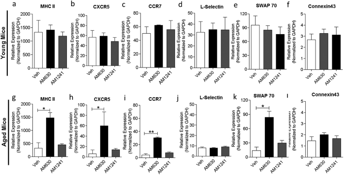 The effect of CB2R modulation on the expression of immunomodulatory genes in young and aged mice.To evaluate the effect of CBR2 modulation on expression of immunomodulatory genes in vaccinated young and aged mice, splenocytes from mice treated with either vehicle, 10 mg/kg AM630 or 3 mg/kg AM1241 from days 0–4 post-immunization were harvested and single-cell suspension prepared at end point of vaccination at day 28 post-vaccination. QPCR was performed on splenocytes using specific primers to determine the levels of immunomodulatory genes (a,g) MHC II, (b,h) CXCR5, (c,i) CCR7, (d,j) L-Selectin, (e,k) SWAP70 and (f,l) Connexin43. Gene expression levels were normalized to GAPDH. Results are expressed as mean ± SEM; n = 6–8/group. Statistical analysis conducted by nonparametric Mann-Whitney U test, *p < 0.05 or **p < 0.01, all samples compared to vehicle control.