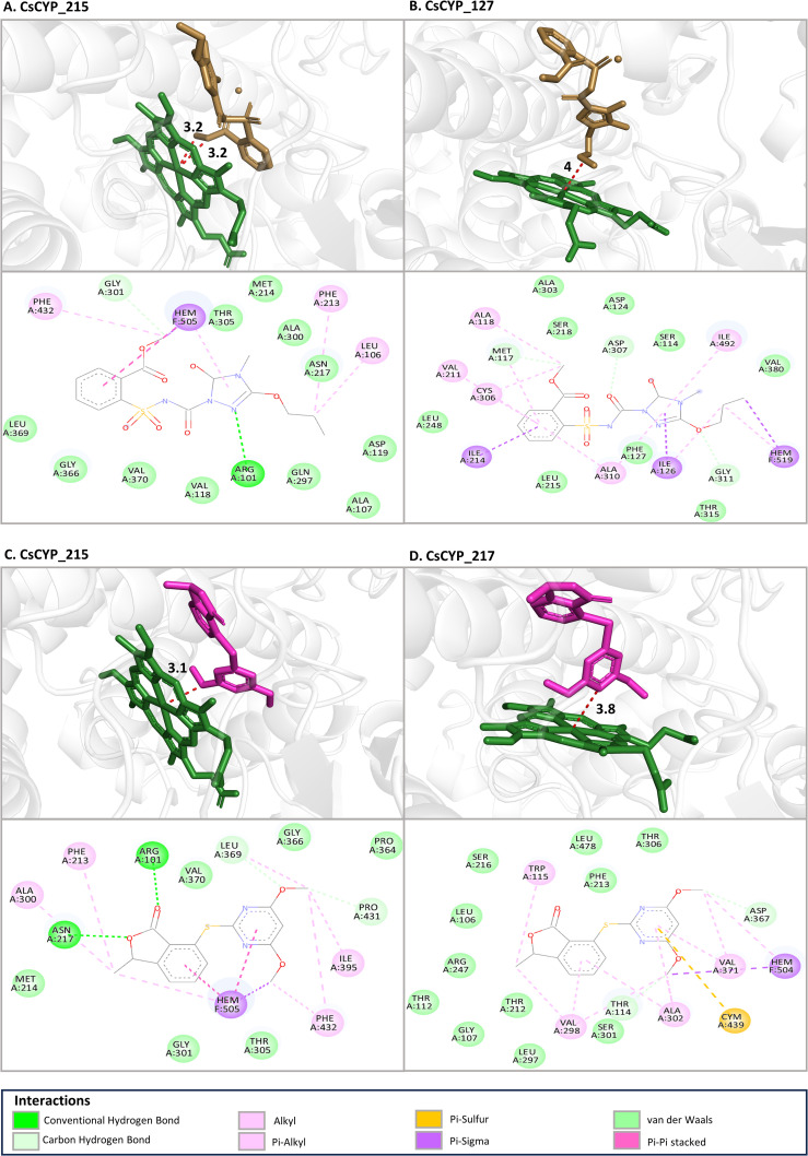 The binding mode of top four lowest binding affinity docking with heme distance less than 6Å (A) CsCYP_215 with Propoxycarbazone-sodium (-9.31 kcal/mol), (B) CsCYP_127 with Propoxycarbazone-sodium (-7.88 kcal/mol), (C) CsCYP_215 with Pyriftalid (-7.88 kcal/mol) and (D) CsCYP_217 with Pyriftalid (-7.84 kcal/mol) at the active site of CsCYPs. For each docking with a herbicide, the top image shows the 3D view of shortest distance between the herbicide and the iron in heme group and the bottom image shows the interacting residues in 2D.