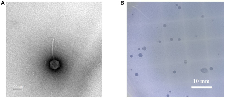 Morphological analysis of G. stearothermophilus infecting phage GR1. (A) A transmission electron microscopy image of GR1. (B) Plaque morphology of GR1.