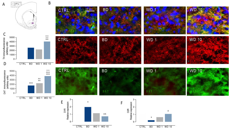 Binge-like alcohol exposure during adolescence alters DA signaling in the NAc. Rats exposed to binge-like alcohol drinking during adolescence show (A–F) altered pre- and postsynaptic markers of DA neurotransmission in the NAc. In particular, we observed (B,C) increased TH-positive immunofluorescence at WD10, when compared with CTRL (*** p < 0.001), BD (^^^ p < 0.001) and WD1 (°°° p < 0.001); on the other hand, we found (B,D) decreased DAT-positive levels at BD and WD1, when compared with CTRL (*** p < 0.001; ** p < 0.01), whereas DAT levels increase at WD10, with respect to CTRL (*** p < 0.001), BD (^^^ p < 0.001) and WD1 (°°° p < 0.001) groups. Opposite changes were observed in D1- and D2R expression levels (E,F). In detail, (E) D1R mRNA relative expression increased at BD with respect to the CTRL group (* p < 0.05), and decreased during withdrawal, with a significant decrease at WD10 when compared with BD (^^ p < 0.01). On the other hand, (F) D2R mRNA relative expression significantly decreased at BD when compared with CTRL rats (* p < 0.05) and significantly increased at WD10, with respect to BD (^ p < 0.05). NAc: nucleus accumbens; TH: tyrosine hydroxylase; DAT: dopamine transporter; D1R: dopamine receptor 1; D2R: dopamine receptor 2; BD: binge day; WD1: withdrawal day 1; WD10: withdrawal day 10; CTRL: water-exposed control group. Each bar represents the mean of n = 7 rats; error bars indicate SEM. All expression values were normalized to control mean.