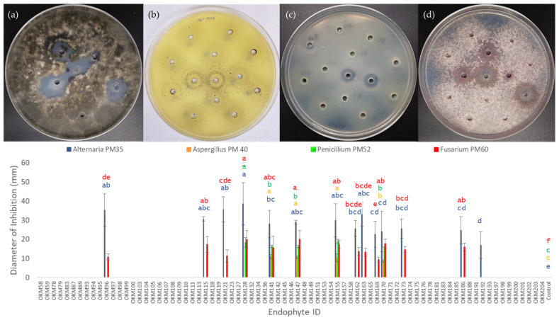 Biocontrol Activity of 78 Seed-Borne Cannabis Endophytes Against Seed-Borne Fungi. Four fungal isolates belonging to plant pathogenic genera were selected (a) Alternaria, (b) Aspergillus, (c) Penicillium, (d) Fusarium. Diameters of zones of inhibition were measured at 7 days post-inoculation with endophytes. Color-coded letters correspond to means within the same group as calculated by ANOVA and Tukey HSD test.