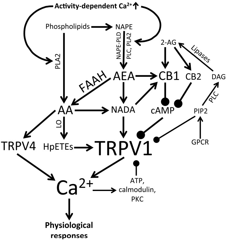 Cellular activity initiates synthesis of endocannabinoids/endovanilloids, which activate (arrows) or modulate (closed circles) TRPV1 and TRPV4 activity and thereby regulate physiological responses. 2-AG (2-arachidonoylglycerol), AA (arachidonic acid), AEA (anandamide), CB1 (cannabinoid receptor type I), CB2 (cannabinoid receptor type I), DAG (diacylglycerol), FAAH (fatty acid amide hydrolase), GPCR (G protein-coupled receptor), HpETEs (hydroperoxyeicosatetraenoic acids), LO (lipoxygenase), NADA (N-arachidonoyl dopamine), NAPE (N-acylphosphatidylethanolamine), NAPE-PLD (NAPE-specific phospholipase D), PIP2 (phosphatidylinositol 4,5-bisphosphate), PKC (protein kinase C), PLA2 (phospholipase A2), PLC (phospholipase C).