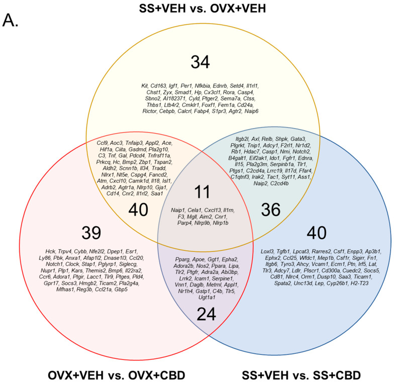 Differentially expressed inflammatory response genes. (A) Venn diagram showing the DEGs for each of the indicated comparisons as well as DEGs that are in common between comparisons. DEGs held in common do not necessarily indicate the same direction of change. DEGs for (B) OVX+VEH vs. OVX+CBD, (C) SS+VEH vs. SS+CBD, and (D) SS+VEH vs. OVX+VEH generated based on Euclidean clustering. Z-score scale indicates downregulated genes from 0 to −2.5 (orange to yellow shades) and upregulated genes from 0 to 2.5 (red to purple/navy shades).