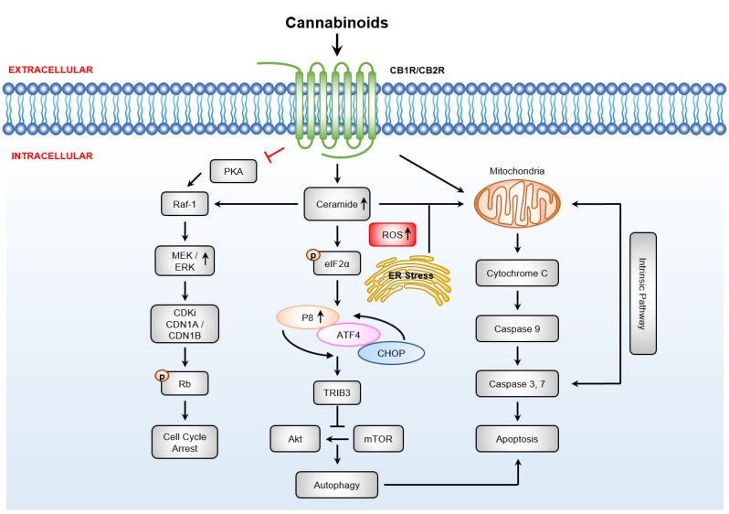 Anti-cancer effects and cell death pathways regulated by cannabinoids and the classical cannabinoid receptors. The activation of cannabinoid receptors (CBRs) drives sustained extracellular signal-regulated kinases (ERK) activity driving reactive oxygen species (ROS) production and leads to activation of cyclin kinase inhibitors resulting in G1 cell cycle arrest [45,115]. Agonism of cannabinoids receptors increases ceramide synthesis to induce endoplasmic reticulum (ER) stress driving phosphorylation and activity of the transcription factor eukaryotic translation initiation factor 2A (eIF2α), leading to upregulation of p8 and its downstream targets cyclic AMP-dependent transcription factor ATF-4 (ATF4), C/EBP homologous protein (CHOP), and tribbles homolog 3 (TRIB3). Activation of p8 inhibits the Akt/mTORC1 axis, driving autophagy-mediated cell death pathway upstream of apoptosis [116].