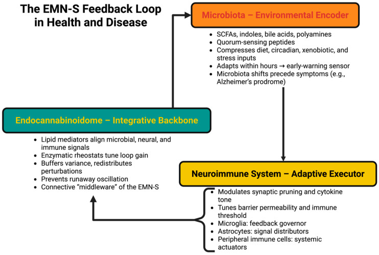 The EMN-S feedback loop in health and disease. The Endocannabinoid–Microbiota–Neuroimmune Super-System (EMN-S) is depicted as a recursive feedback network that encodes environmental inputs, integrates them into coherent physiological signals, and executes adaptive responses across fast, intermediate, and slow timescales. The gut microbiota acts as the encoder, translating diet, circadian cues, xenobiotics, and stress into multidimensional biochemical profiles, including SCFAs, indoles, bile acids, and quorum-sensing peptides. The endocannabinoidome serves as the integrative backbone, aligning microbial, neural, and immune signals through lipid mediators and enzymatic tone control while buffering variance and redistributing perturbations. The neuroimmune system closes the loop as the adaptive executor, regulating synaptic remodeling, cytokine tone, barrier dynamics, and immune thresholds. Disruption of this feedback—through encoder drift, integrator mistuning, or executor overdrive—transforms stabilizing loops into self-reinforcing cascades, driving slow, rapid, or oscillatory collapse. This system view highlights feedback integrity as the substrate of resilience and a target for precision interventions.