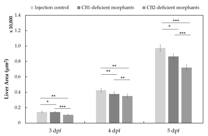 Liver size assessment in the transgenic ZF line (Tg(fabp10a:DsRed;elaA:EGFP)) after MO injection at one-cell stage to generate CB1- and CB2-deficient morphants (n = 43 (at 3 dpf), 41 (at 4 dpf), 55 (at 5 dpf)). All data are represented by the mean ± standard error of the mean (s.e.m.), and p values were computed with one-way ANOVA (* p < 0.05, ** p < 0.01, *** p < 0.001). Liver sizes were determined based on fluorescence microscopy images using ImageJ 1.53a.