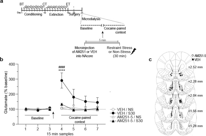 Stress-induced increase of extracellular glutamate was blocked by CB1R antagonism in NAcore. (a) Timeline of CPP procedure. Stereotaxic surgery for microdialysis probe implantation was performed once animals reached extinction criteria. The day after surgery, in vivo microdialysis was used to sample (every 15 min) extracellular glutamate in the NAcore both before (baseline determination, in home cage) and after AM251 (or VEH) intra-NAcore administration and 30 min of restraint stress (or non-stress). Following these treatments, samples were collected inside the cocaine-paired compartment of the CPP apparatus. Glutamate was quantified using EZChrom Elite software, version 4.0 (http://www.agilent.com). (b) AM251 local pretreatment attenuated the restraint stress-induced increase in glutamate of NAcore measured in the cocaine-paired context (****p < 0.0001 compared with other groups at the same time point; ####p < 0.0001 compared with the last baseline sample, using a Bonferroni’s post-hoc test). Values represent percentage of increase in glutamate release from baseline (mean ± s.e.m.) for each 15 min sample, n = 7 for each group. Arrow indicates the microinjection and restraint stress treatment. (c) Approximate unilateral locations of microinfusions of AM251 performed into NAcore together with the dialysis membranes placements (solid lines) of rats implanted with the dual microinjection-microdialysis probes. Numbers to the right indicate millimeters from the Bregma. Symbols represent the different microinjections administered.