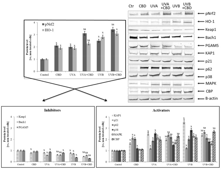 Effect of cannabidiol (CBD) on Nrf2 transcriptional activity and the level of its activators and inhibitors in keratinocytes exposed to UVA (30 J/cm2) and UVB (60 mJ/cm2) irradiation. Mean values ± SD of five independent experiments are presented: x statistically significant differences vs. control group, p < 0.05; a statistically significant differences vs. group without cannabidiol, p < 0.05.