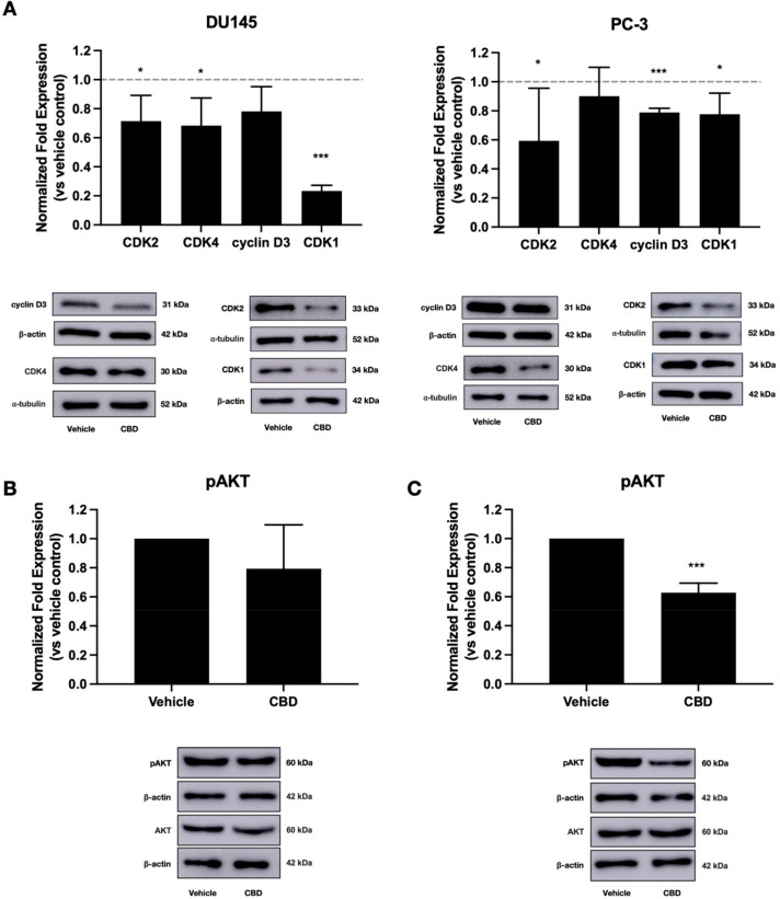 CBD alters the expression of proteins involved in cell proliferation. (A) Prostate cancer cells (DU145, PC-3) were treated with IC50 doses of CBD for 48 h. Expression of CDK2, CDK4, cyclin D3, and CDK1 was measured using Western blotting. (B) PC-3 cells were treated with an IC50 dose of CBD for 48 h. AKT phosphorylation was measured by using Western blotting. (C) DU145 cells were treated with an IC50 dose of CBD for 48 h. AKT phosphorylation was measured using Western blotting. Images of representative blots are shown. Data are represented as mean ± SD calculated from at least three independent experiments. *p < 0.05, ***p < 0.001 compared to the vehicle control.