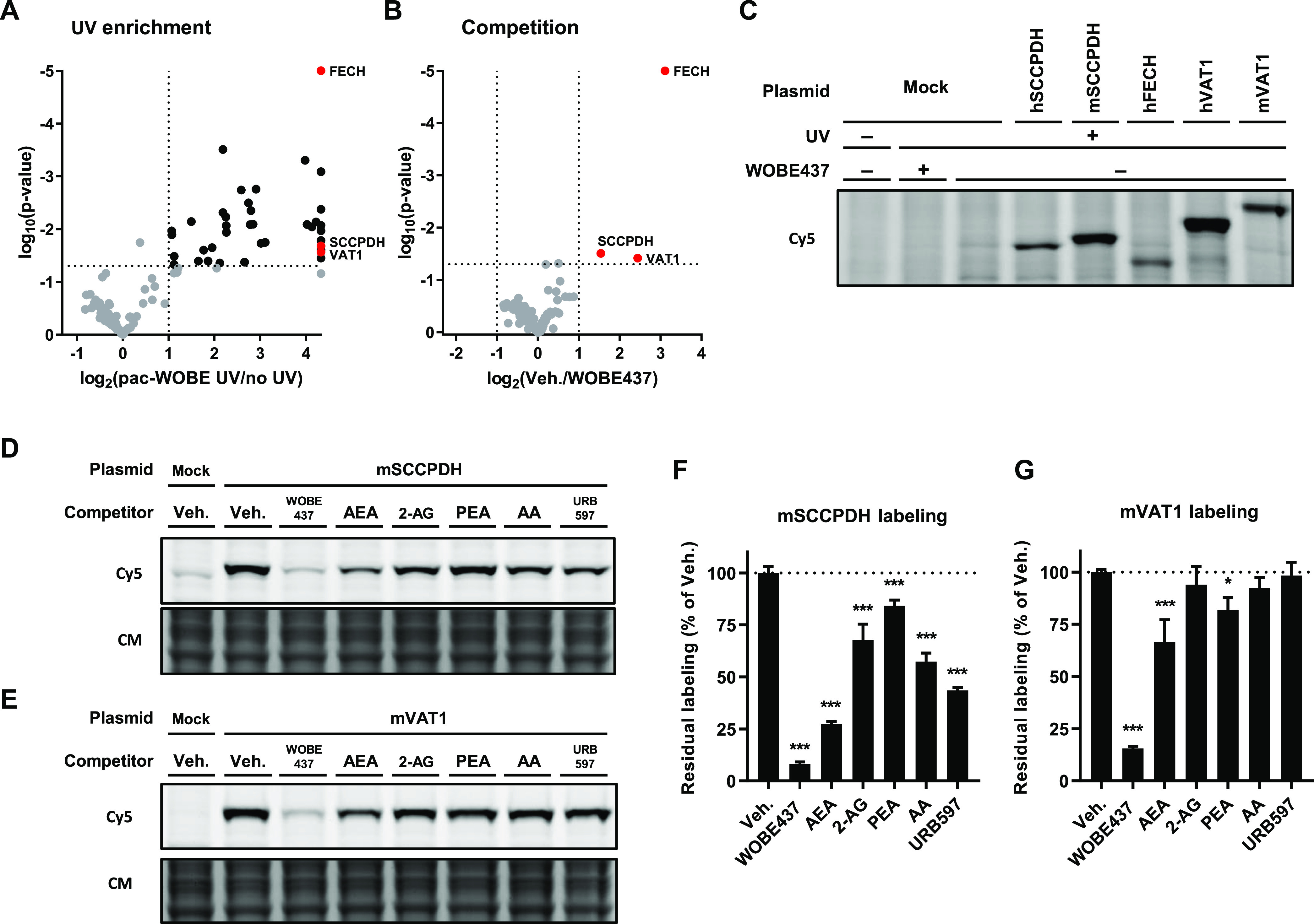 Identification and characterization of WOBE437 targets using pac-WOBE (3). Volcano plot depicting (A) UV enrichment and (B) WOBE437 competition of proteins labeled by in situ AfBPP in Neuro-2a cells using 1 μM pac-WOBE (3). UV enrichment is capped at 20-fold, p-value at 0.00001. A complete list of targets is available in Table S4. (C) Gel-based AfBPP profiling of overexpressing HEK-293-T cells using 0.1 μM pac-WOBE (3). (D,E) Representative gels of competition of 0.1 μM pac-WOBE (3) labeling of overexpressing HEK-293-T cells by 10 μM of the indicated compound. (F,G) Quantified residual labeling of indicated protein by 0.1 μM pac-WOBE (3) after preincubation with the indicated compound. Fluorescent signal was normalized to quantified Coomassie signal. Data represent means ± SD of three biological replicates. *p < 0.05; ***p < 0.001 in comparison to vehicle-treated control (dotted line) using one-way ANOVA with Dunnett’s multiple comparisons correction.