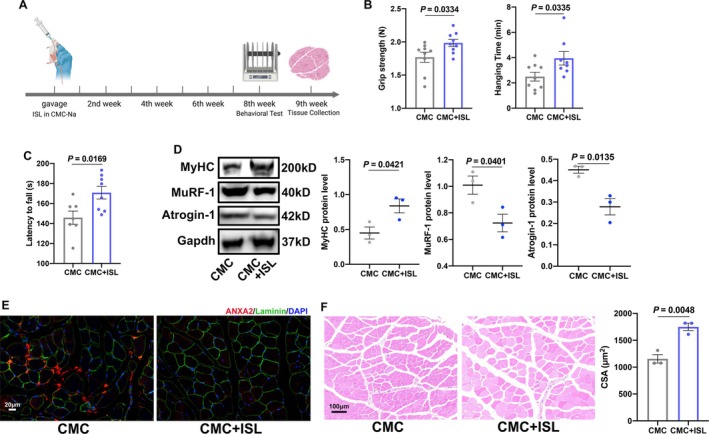 Effects of isoliquiritigenin (ISL) on motor coordination and muscle function of aged mice. (A) Schematic diagram on the timeline administration of ISL by gavage on aged mice. (B) The grip strength (left) and hanging time in hanging grid test (right) of mice in CMC and CMC + ISL groups (n = 8–9). (C) AR latency to fall of mice in CMC and CMC + ISL groups (n = 7–8). (D) The protein levels and statistical results of MyHC, MuRF‐1, and Atrogin‐1 in muscles of mice in CMC and CMC + ISL groups by Western Blot (n = 3). (E) The ANXA2 expression in muscles of mice in CMC and CMC + ISL groups by immunofluorescence. (F) Representative images and cross sectional area (CSA) of tibialis anterior of mice in CMC and CMC + ISL groups (n = 3). Values are represented as means ± SEM. Exact p values are shown. CMC represents 0.5% sodium carboxyl methyl cellulose (CMC‐Na). CMC + ISL represents 20 mg/kg ISL (in 0.5% CMC‐Na).